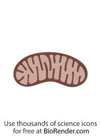 BioRender | Lysosome