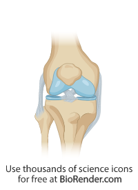 BioRender | Knee joint (cross-section)