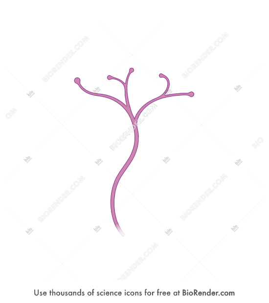 examples of nerve endings examples of nerve endings