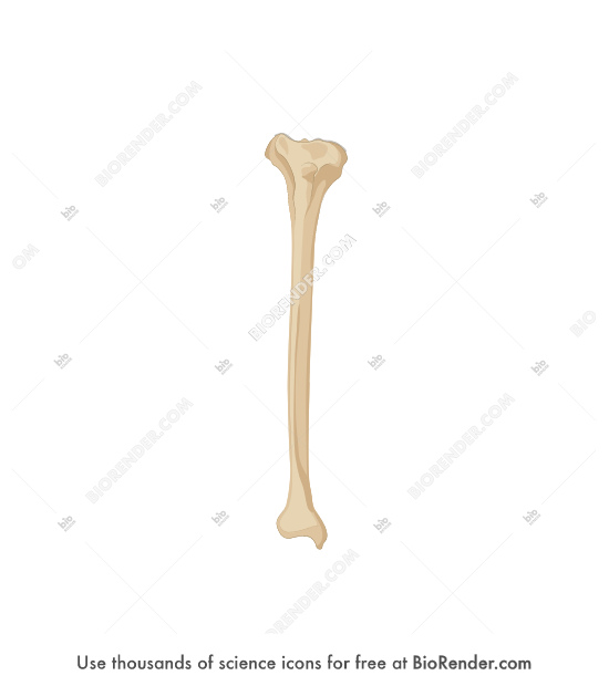 biorender tibia tibia