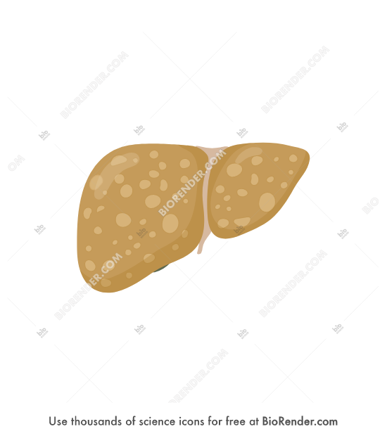 BioRender Liver (fatty)