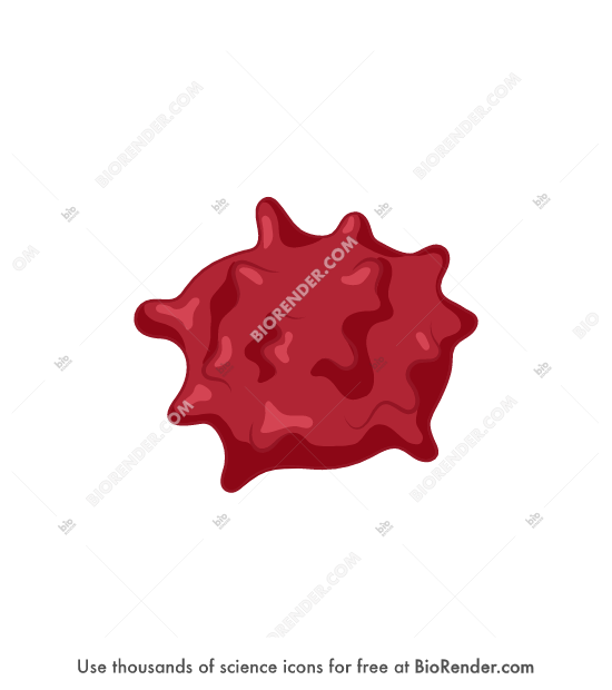biorender red blood cell hypertonic hypertonic cell