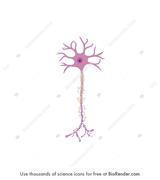 Biorender Life Science Icons