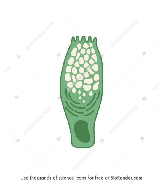 BioRender Goblet cell