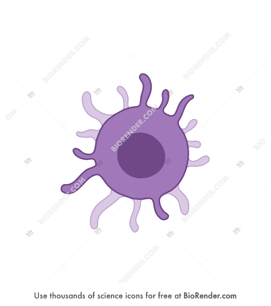 BioRender | Dendritic cell 2