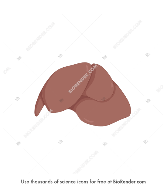 BioRender Mouse liver (anterior view)