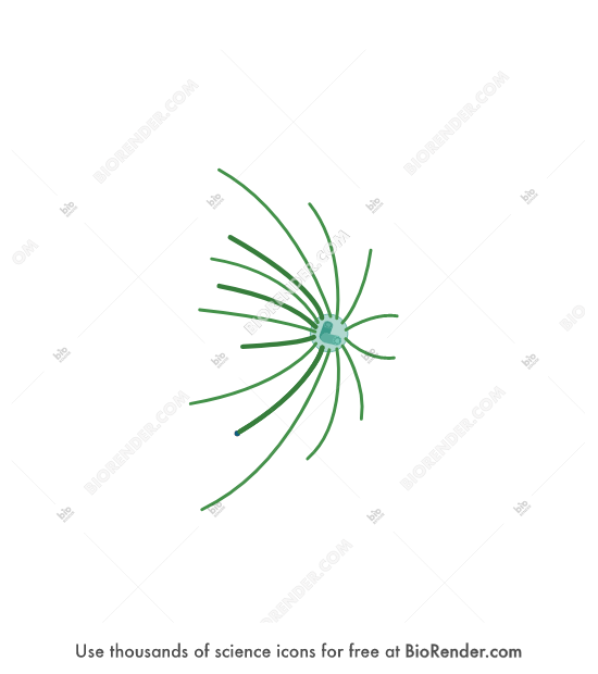 BioRender Spindle Apparatus, 5