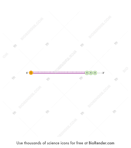 sequence of mrna sequence of mrna