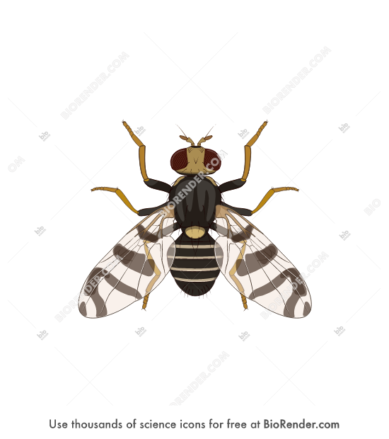 BioRender Life Science Icons