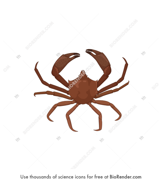 BioRender Life Science Icons